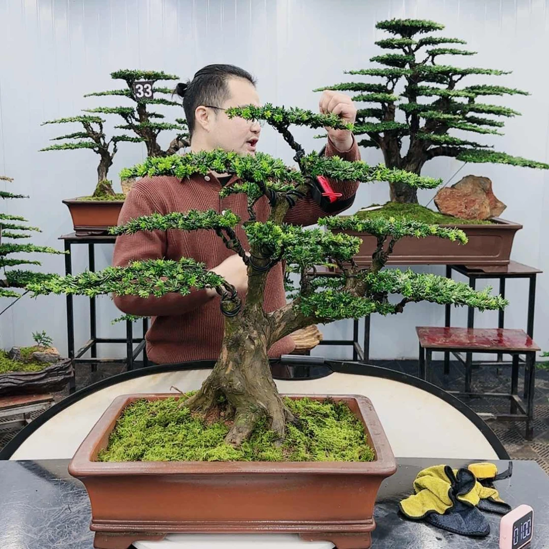 【闪购商品】高端盆景