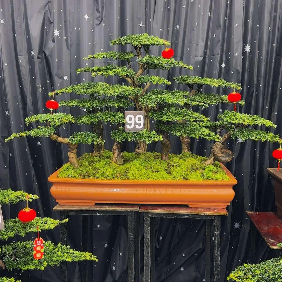 【闪购商品】高端盆景