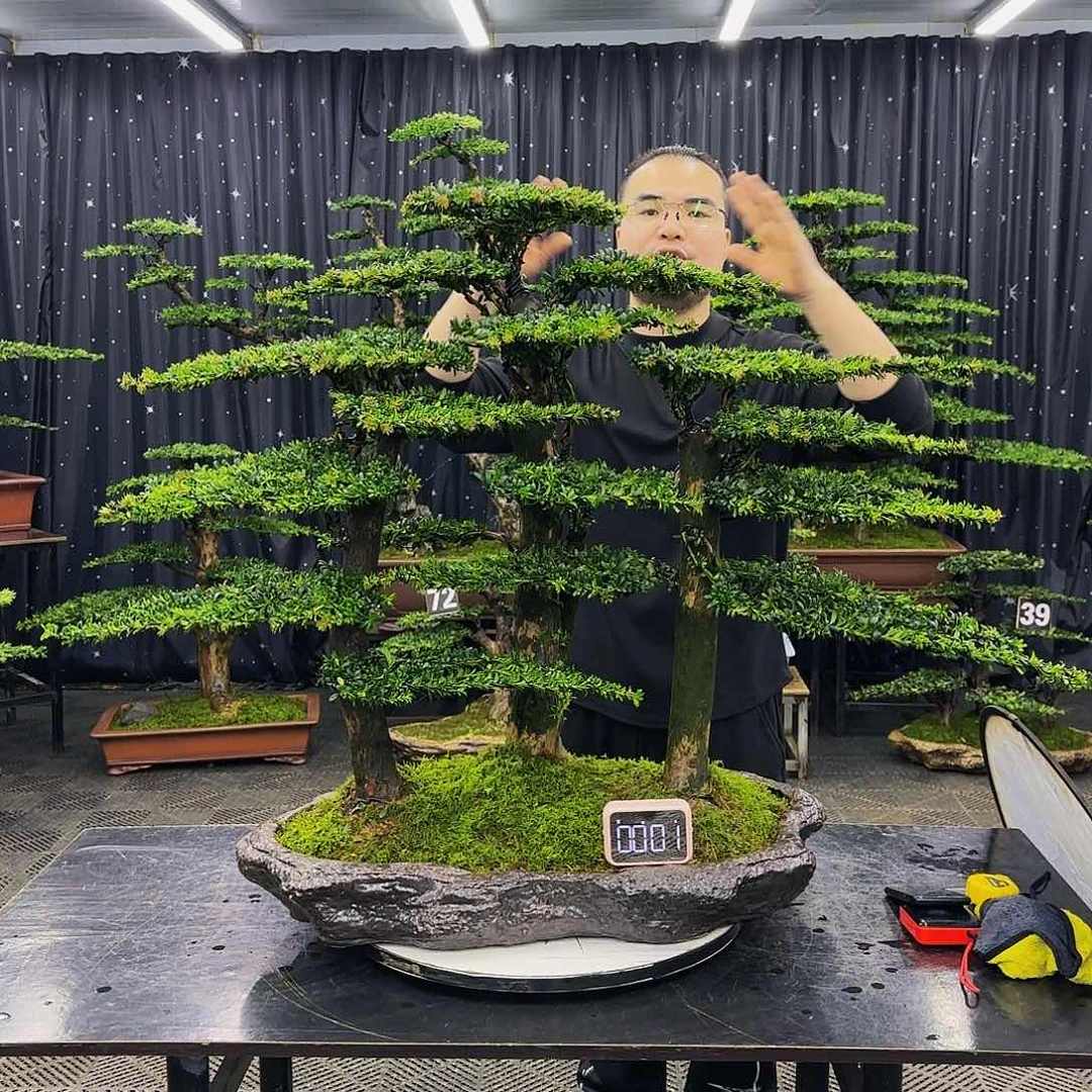 松树柏树造型盆景