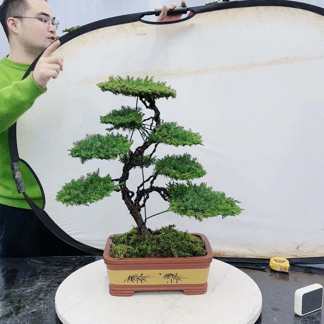 【闪购商品】高端盆景