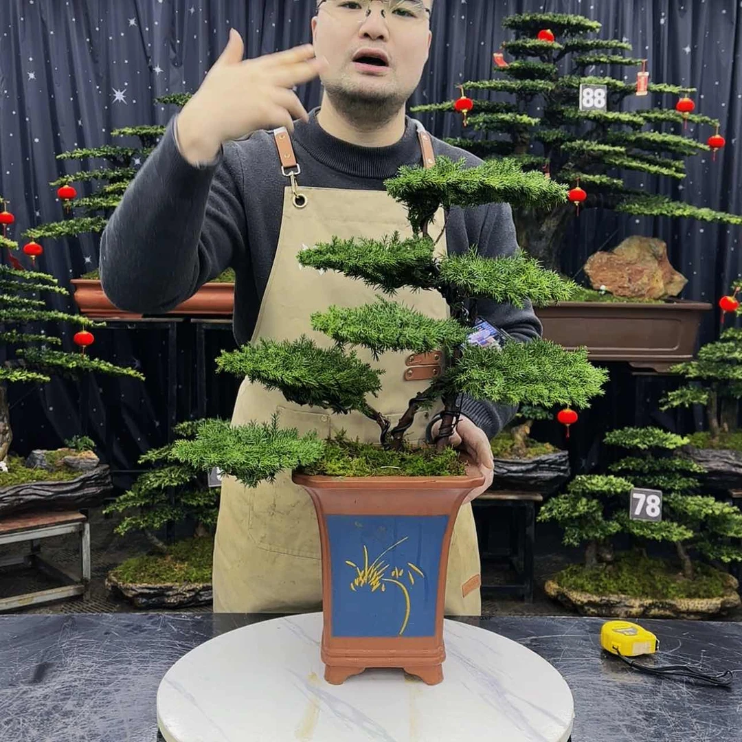 【闪购商品】高端盆景