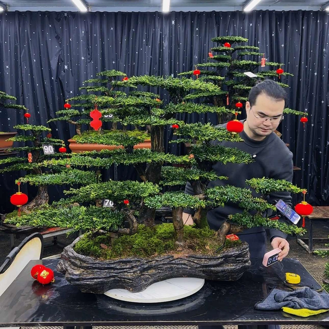 【闪购商品】高端盆景