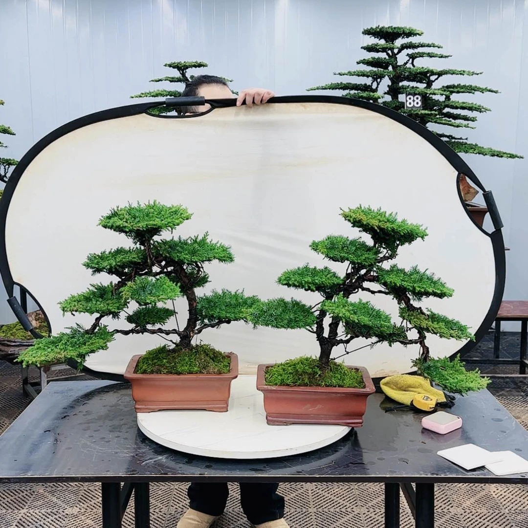 【闪购商品】高端盆景