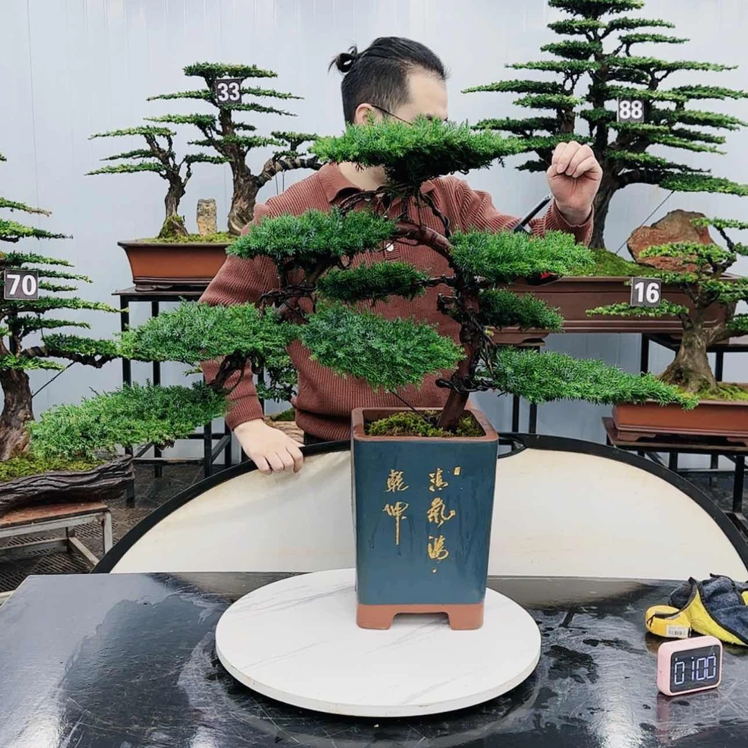 【闪购商品】高端盆景