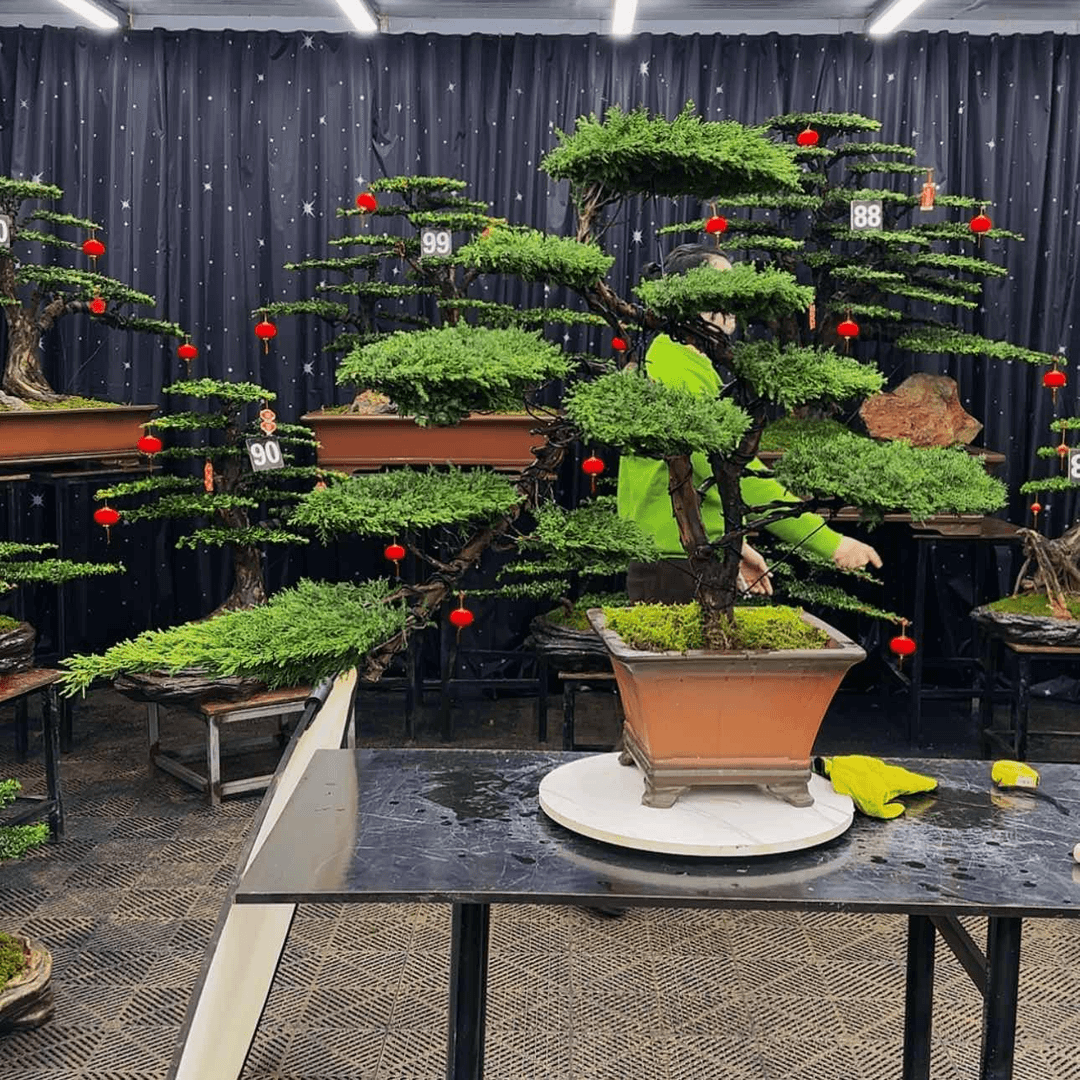 【闪购商品】高端盆景