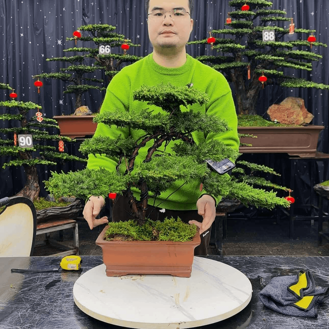 【闪购商品】高端盆景