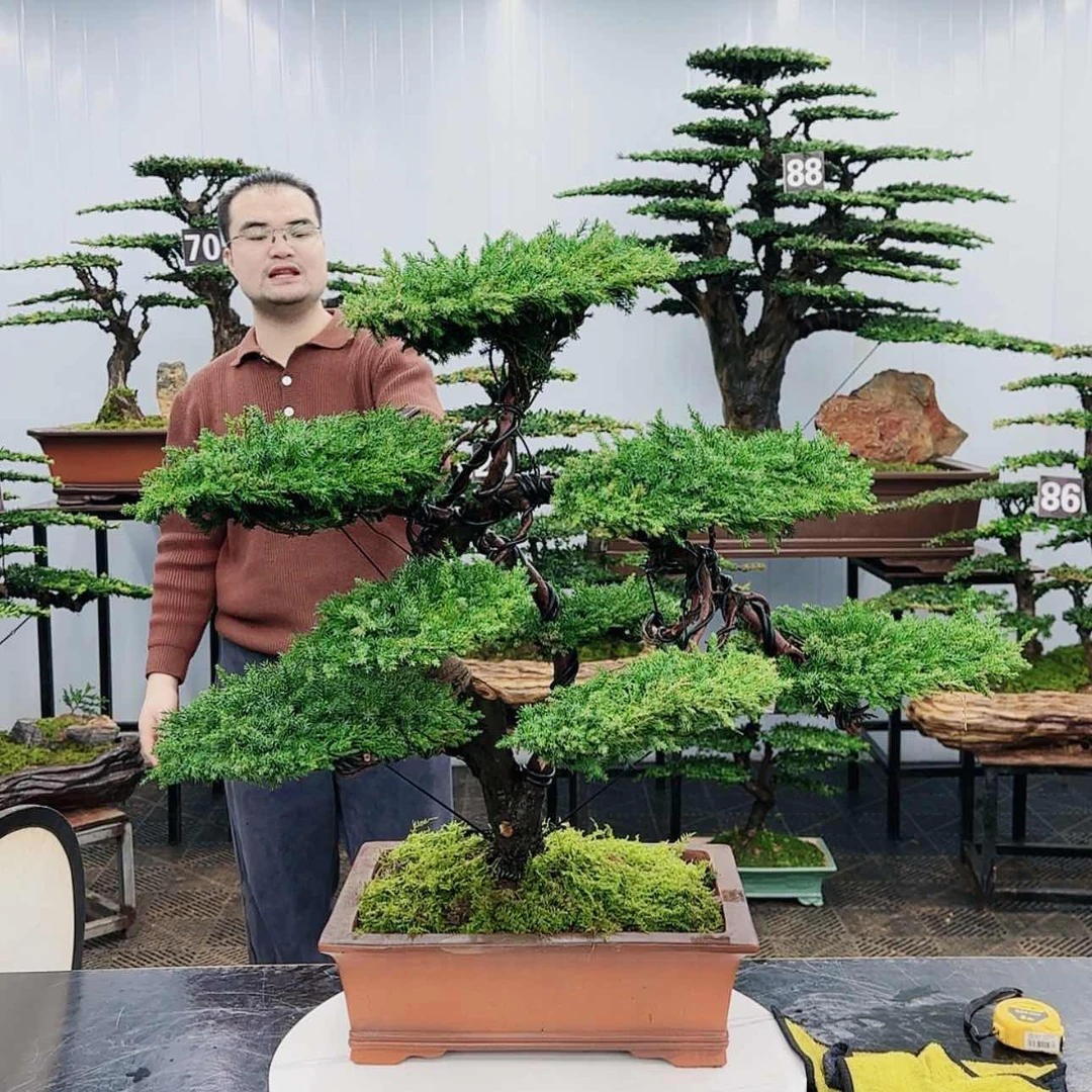 【闪购商品】高端盆景