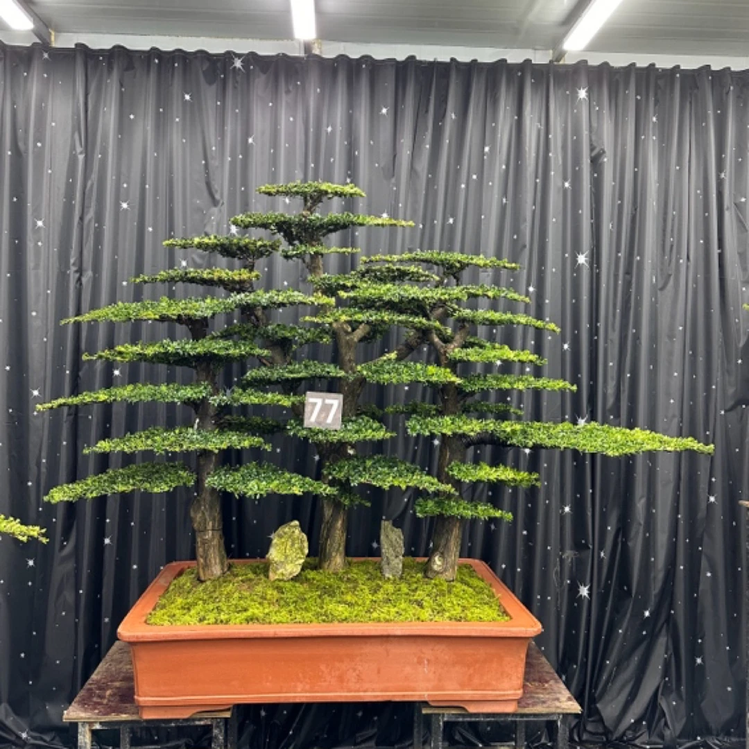 丛林老桩珍珠红芽菊花罗汉松，高度1.6米，冠幅2.1米。