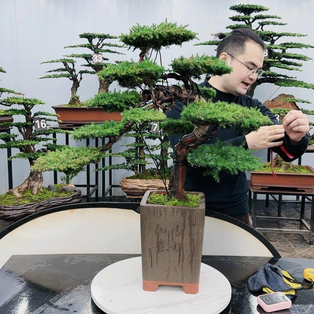【闪购商品】高端盆景