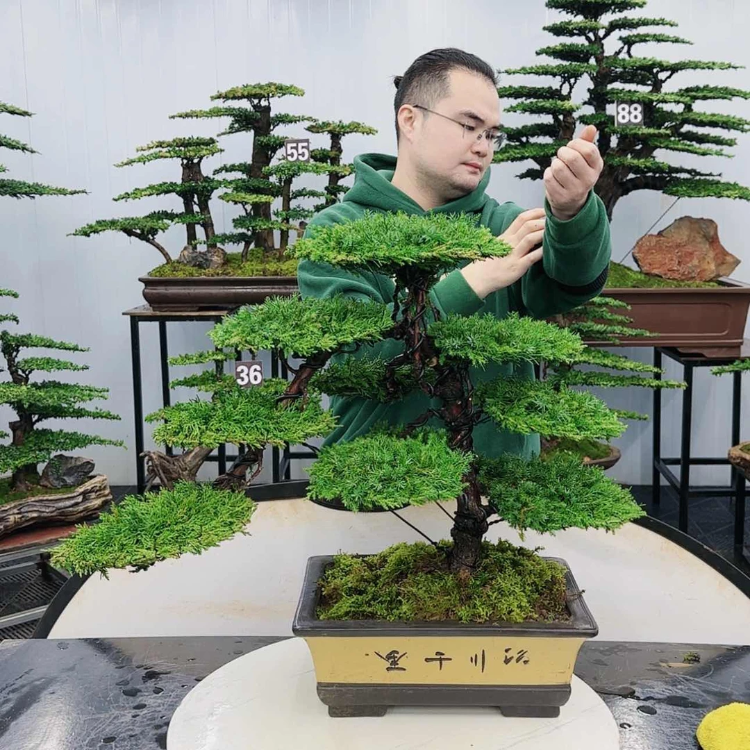 【闪购商品】高端盆景