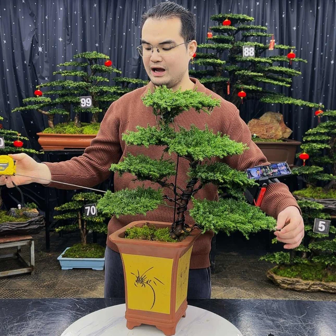 【闪购商品】高端盆景