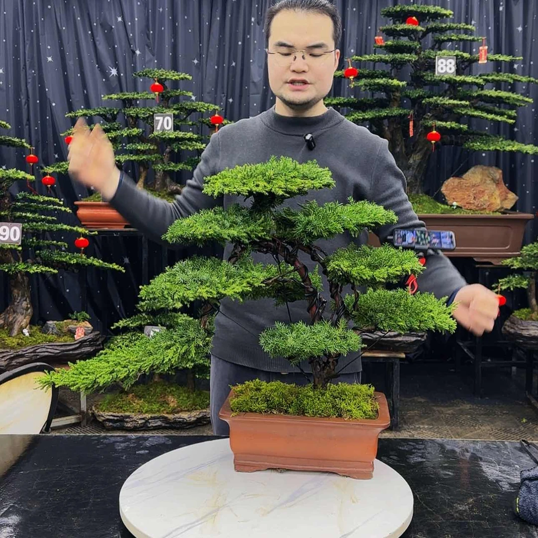 【闪购商品】高端盆景