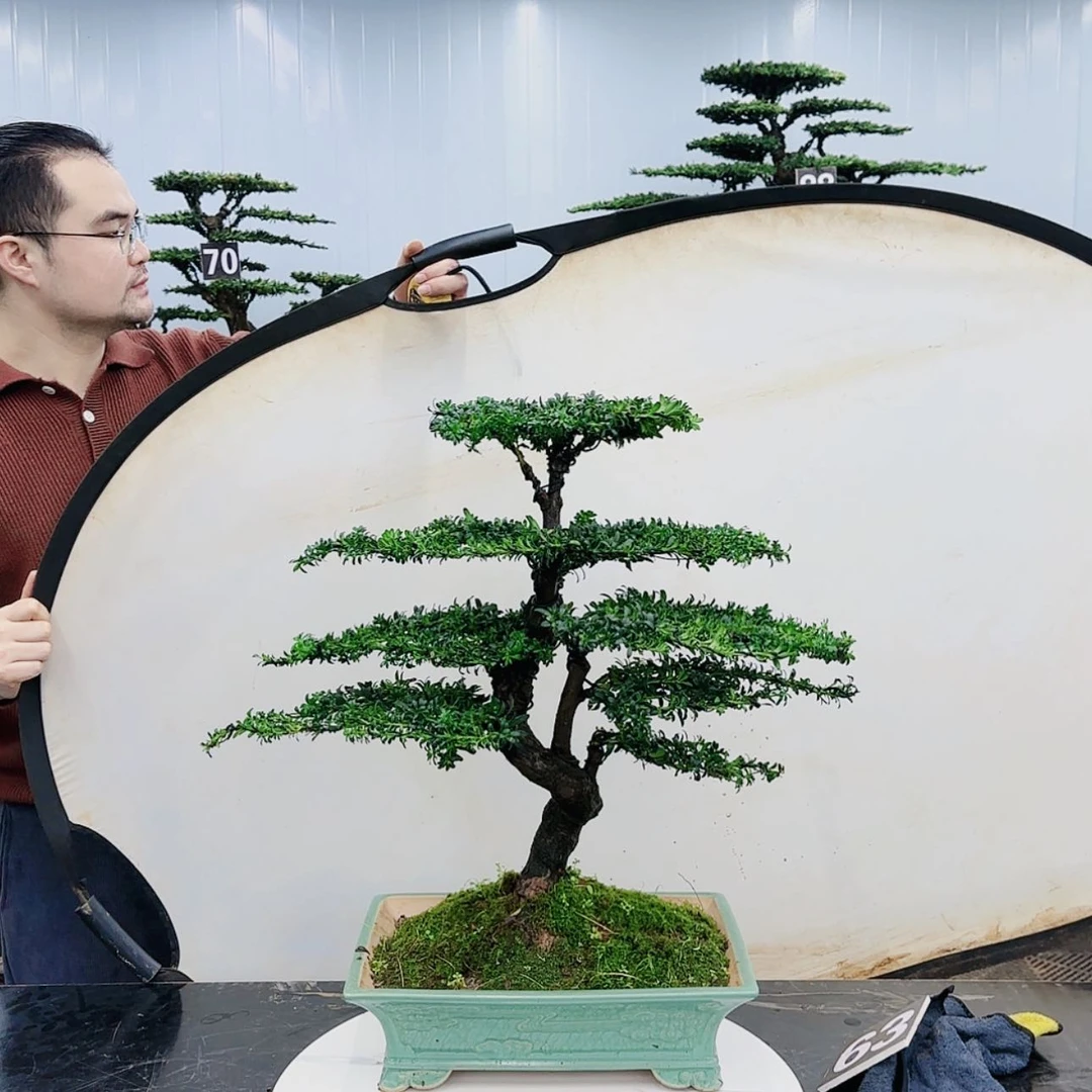 【闪购商品】高端盆景