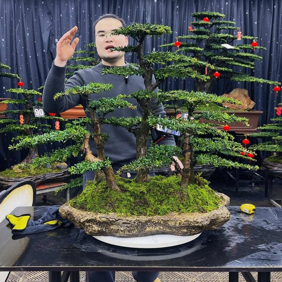 【闪购商品】高端盆景