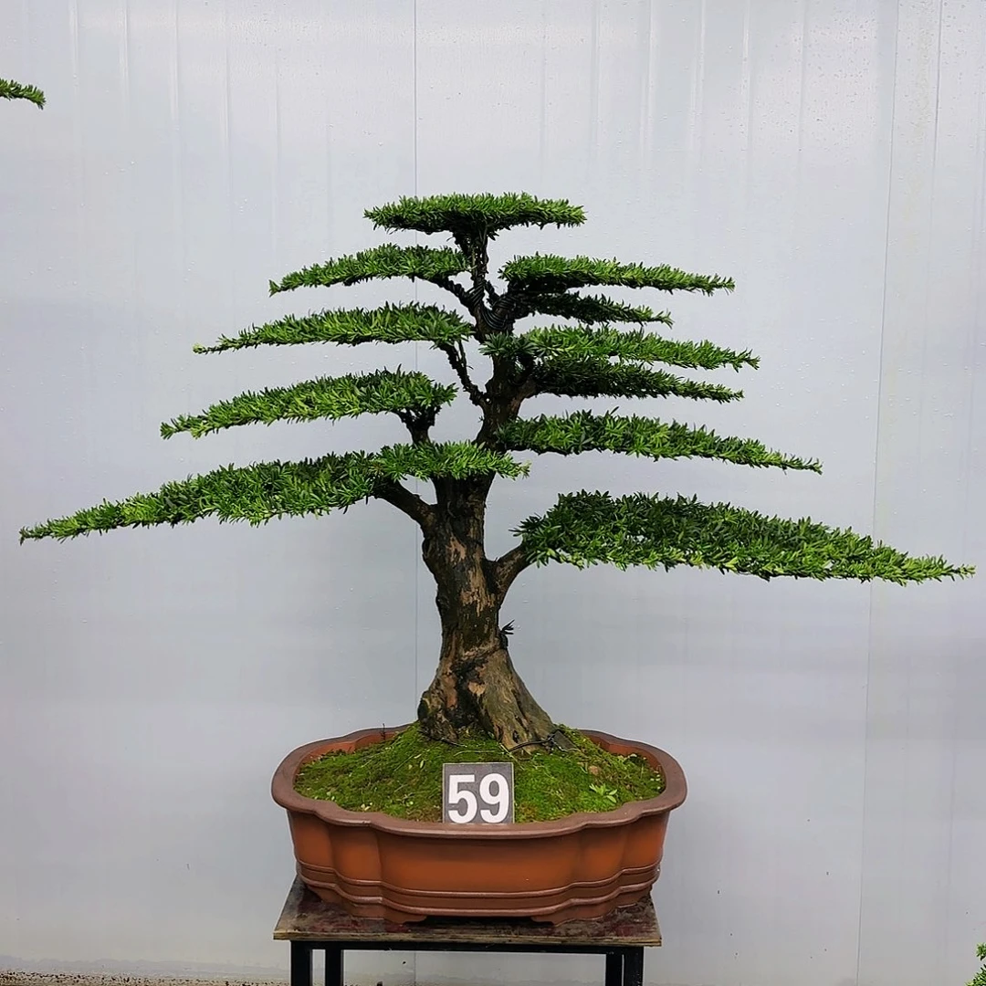 松树柏树造型盆景