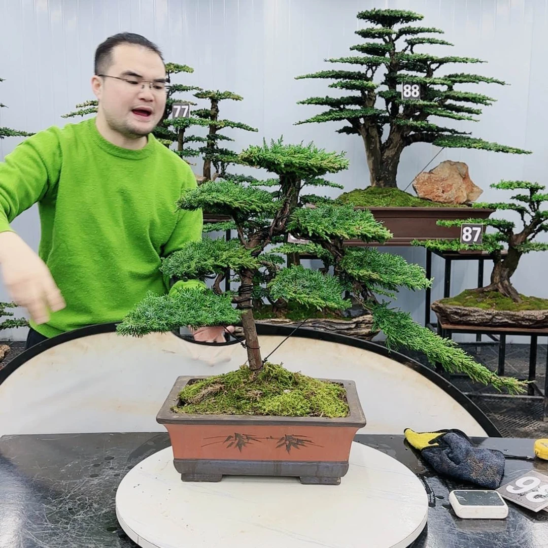 【闪购商品】高端盆景