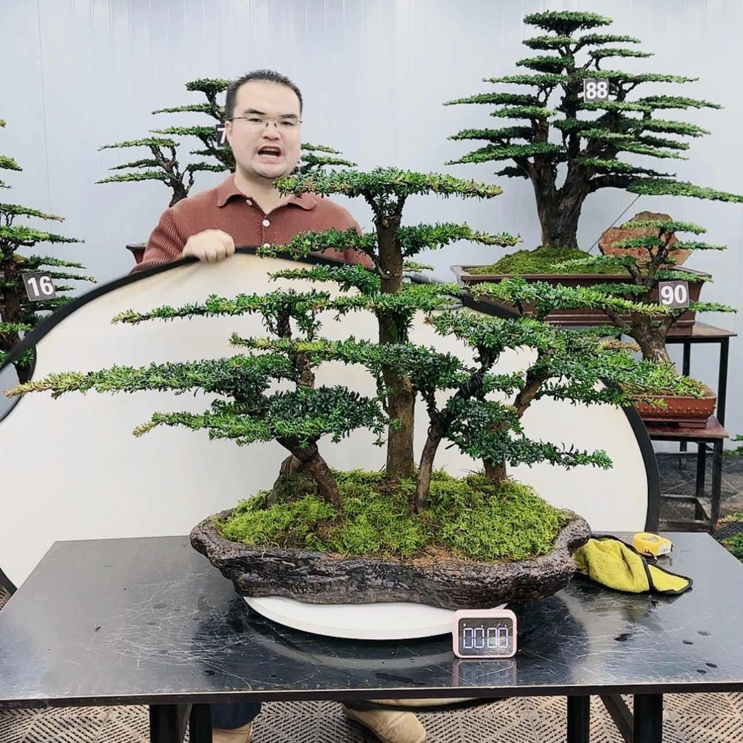 【闪购商品】高端盆景