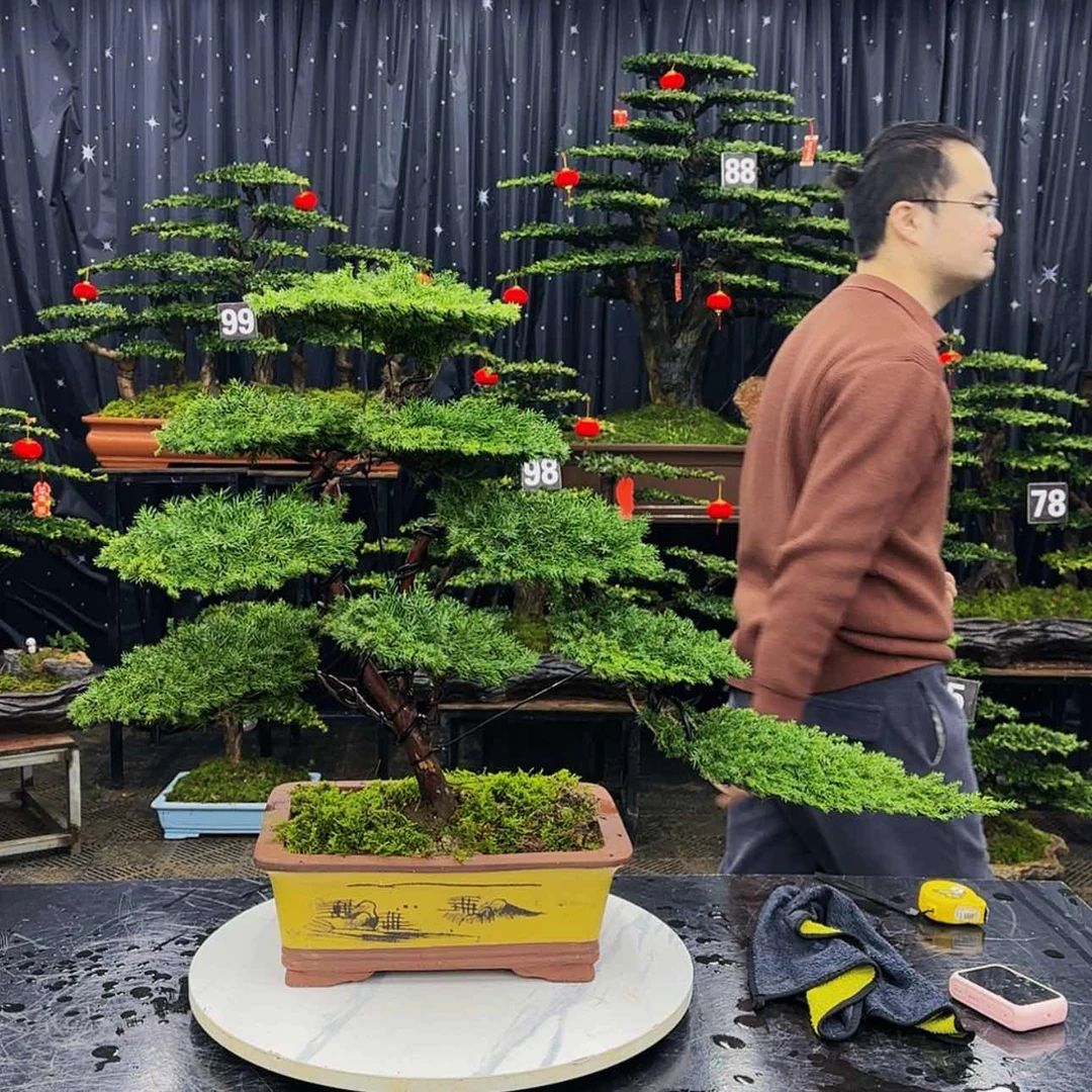 【闪购商品】高端盆景