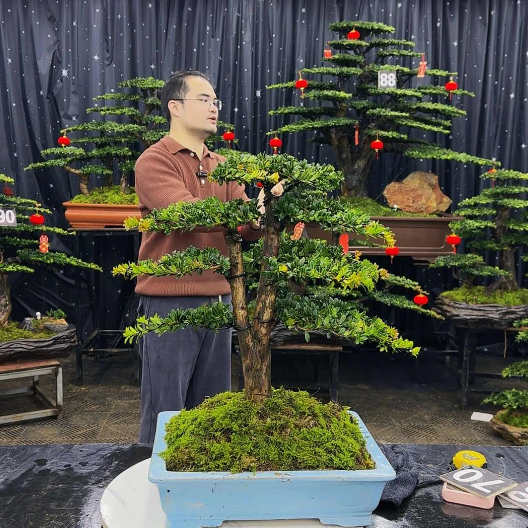 【闪购商品】高端盆景