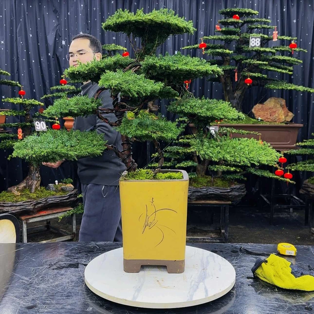 【闪购商品】高端盆景