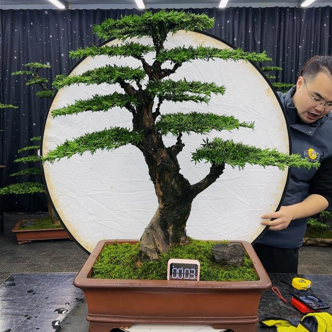 松树柏树造型盆景