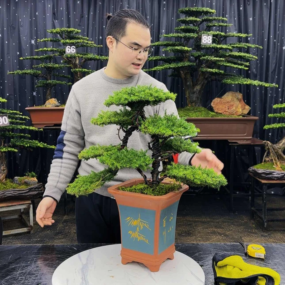【闪购商品】高端盆景