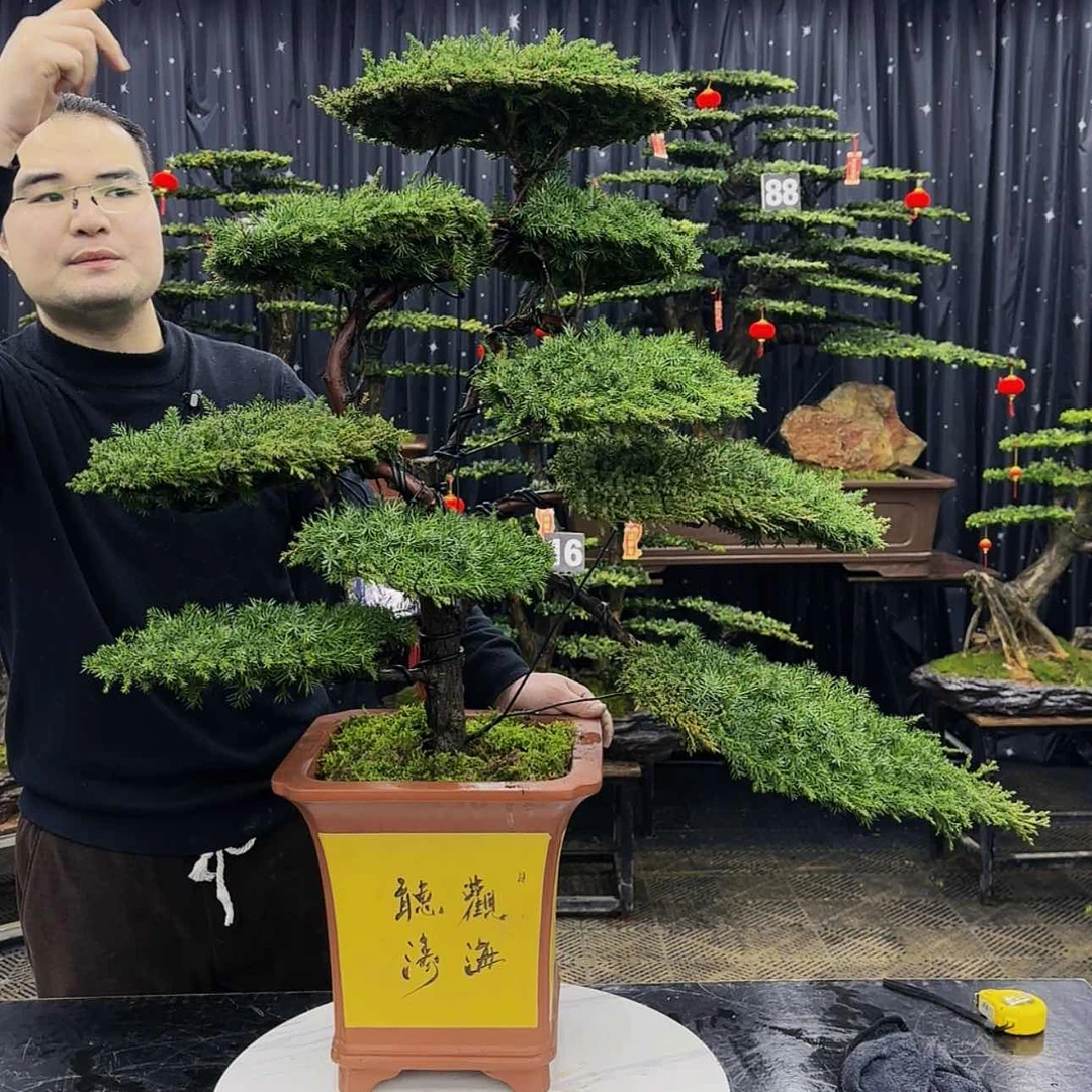【闪购商品】高端盆景