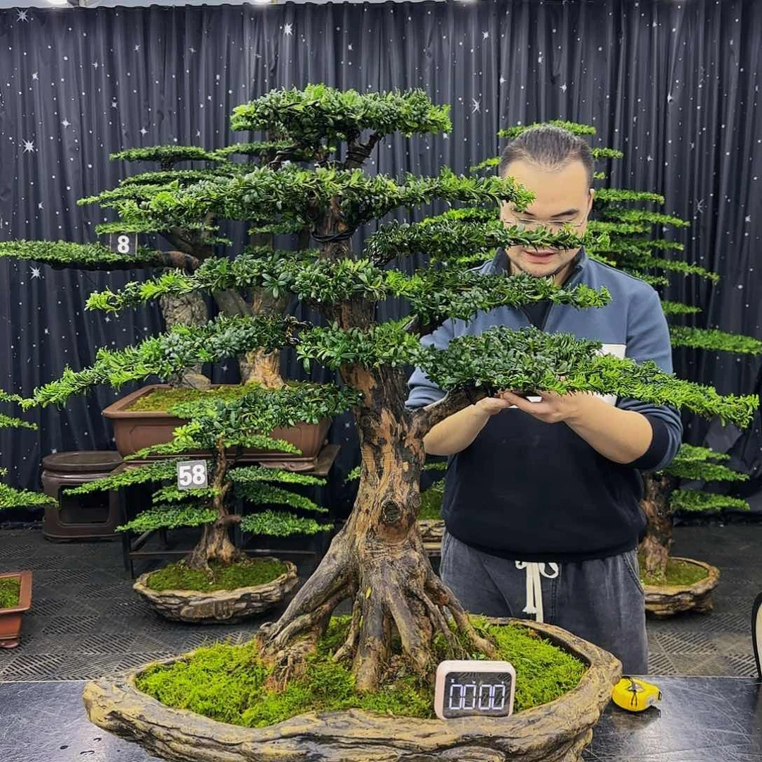 松树柏树造型盆景