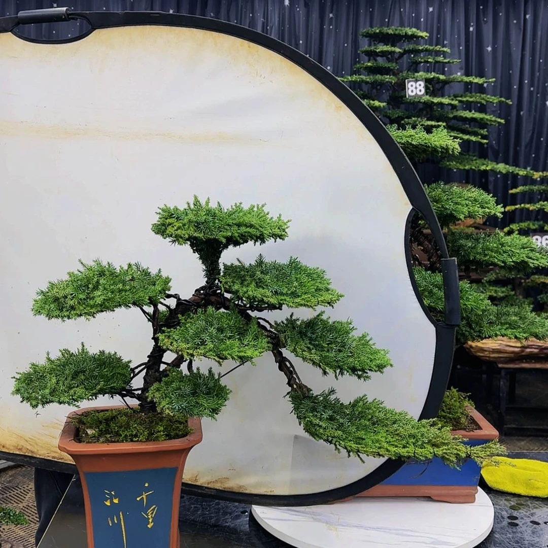 【闪购商品】高端盆景