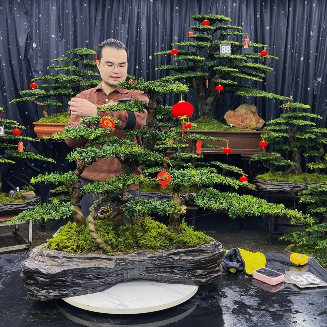 【闪购商品】高端盆景