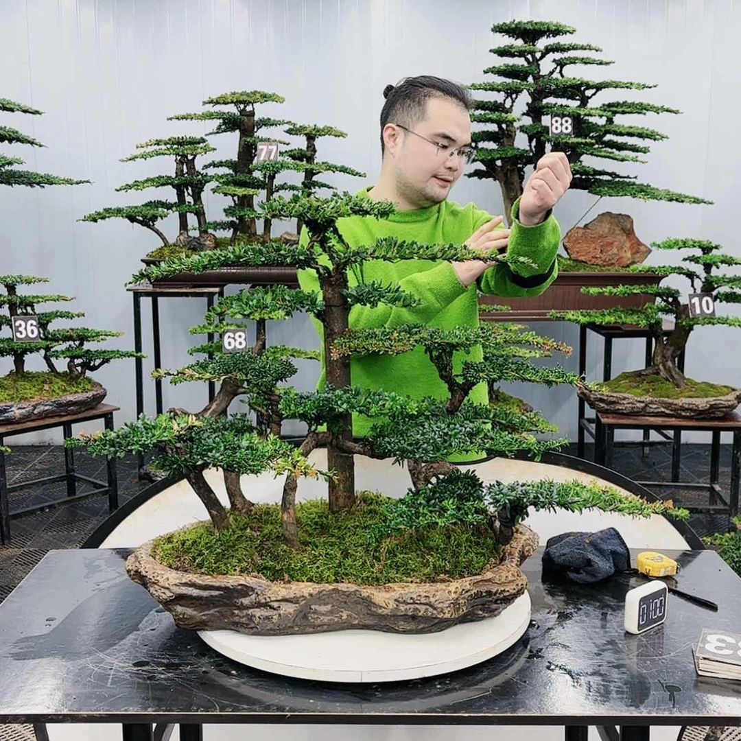 【闪购商品】高端盆景