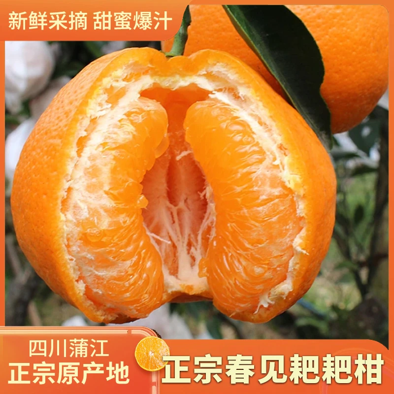 【M新年福利】8斤 四川春见耙耙柑脆甜多汁新鲜采摘现发