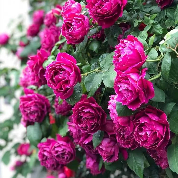 【顺丰包邮】紫袍玉带月季四季开花勤花抗病耐热浓香大花欧月