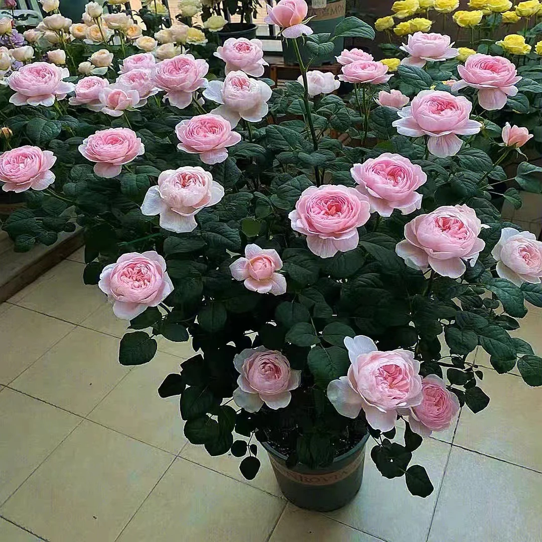 【顺丰包邮】瑞典女王月季四季开花勤花抗病耐热浓香大花欧月