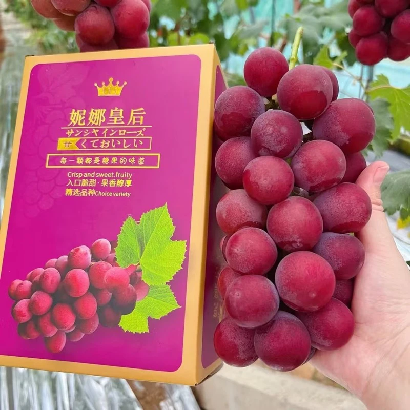 【妮娜皇后】浓香浓甜无籽红提新鲜葡萄送礼1/1.5/3/4.3斤顺丰包邮