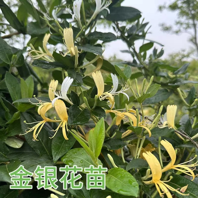 金银花苗爬藤植物可食用药用盆栽四季开花耐寒花卉黄白金银花树苗