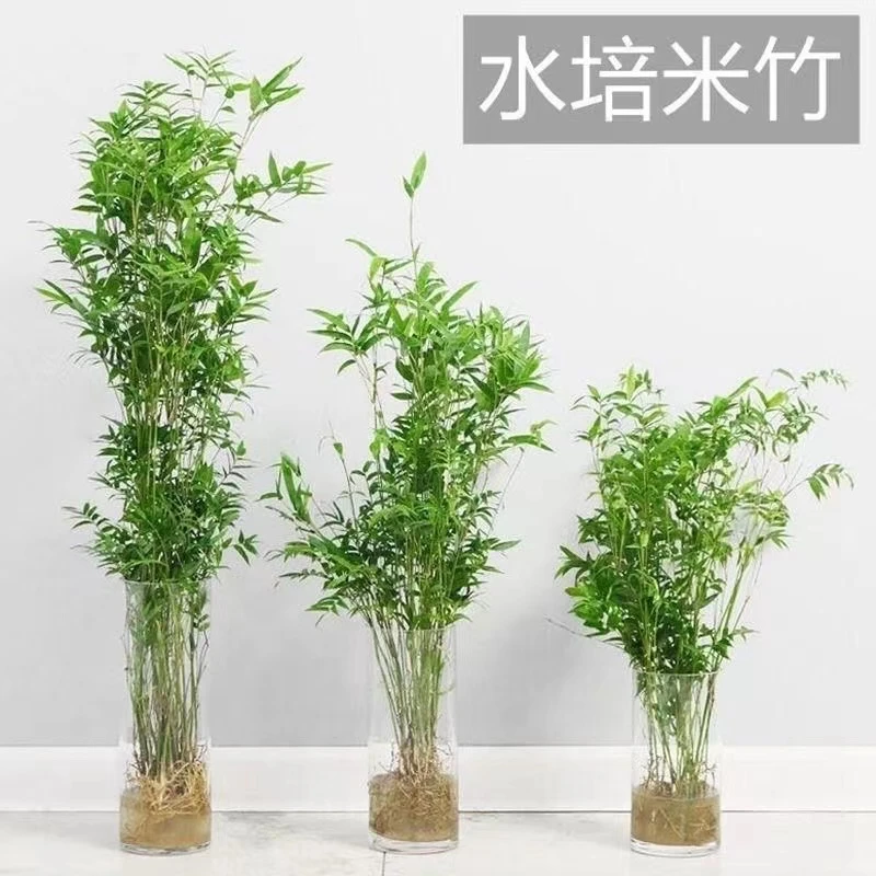 水培米竹室内水培植物水养观音竹富贵竹南天竹客厅懒人高档绿植