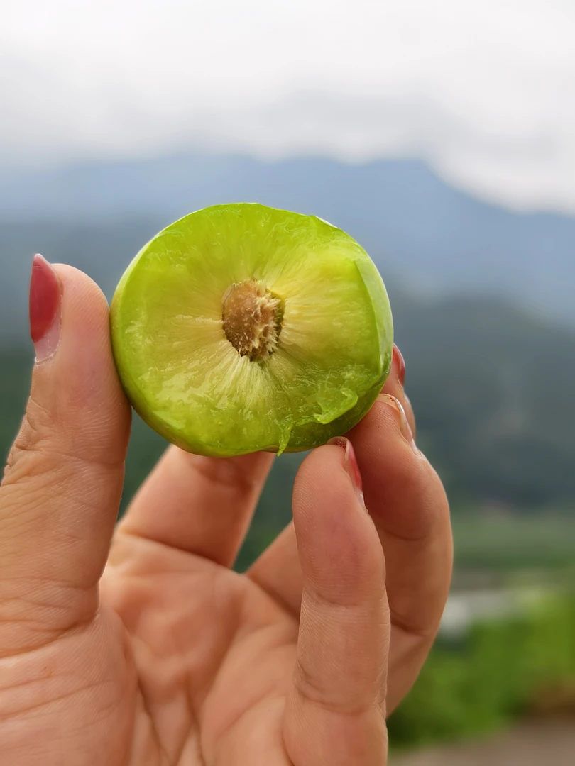 万州高山青脆李脆甜可口