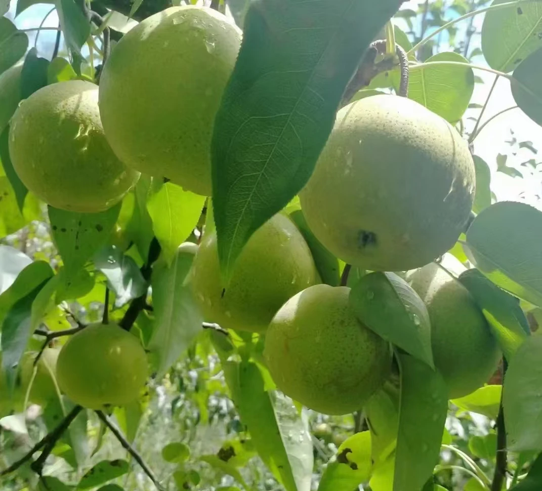 现摘正宗珠街长冲梨  脆甜多汁 应季水果  坏果包赔
