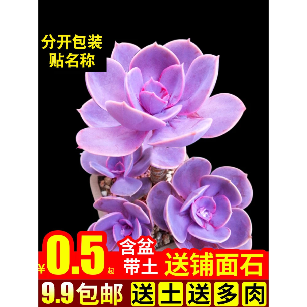 紫珍珠红心莲多肉植物室内组合小花卉带盆盆栽套餐办公桌新款绿植