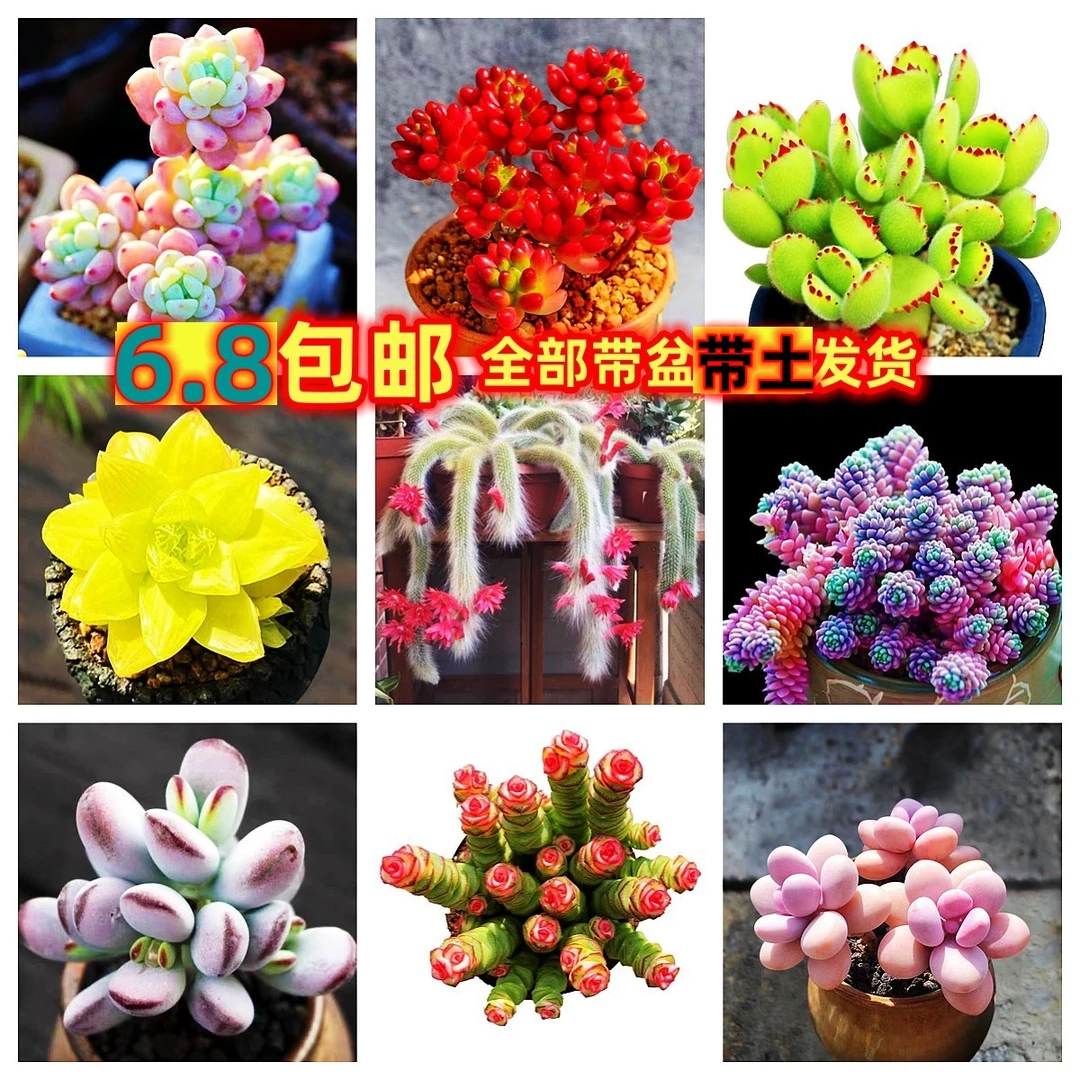 多肉植物桃蛋红宝石吸财树组合套餐办公室桌面阳台花卉盆栽防辐射