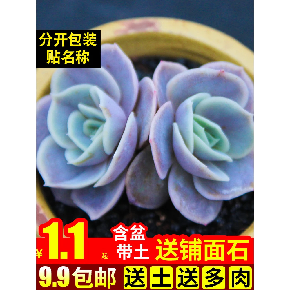 多肉植物组合盆栽绿植花卉蓝色惊喜办公桌含盆带土办公桌客厅肉肉