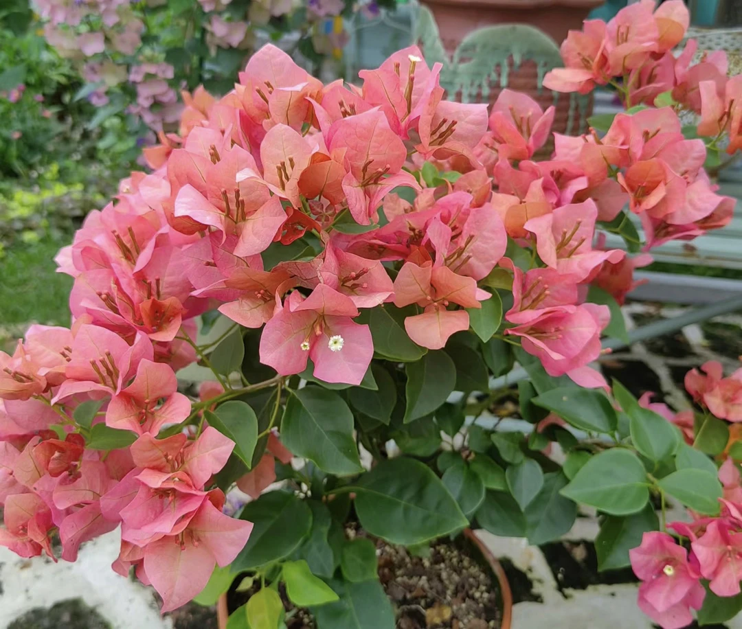 不甜西瓜、花苞火焰红，中后期水蜜桃粉