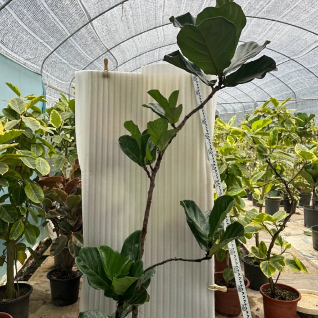 琴叶树，琴叶榕，室内室外绿植