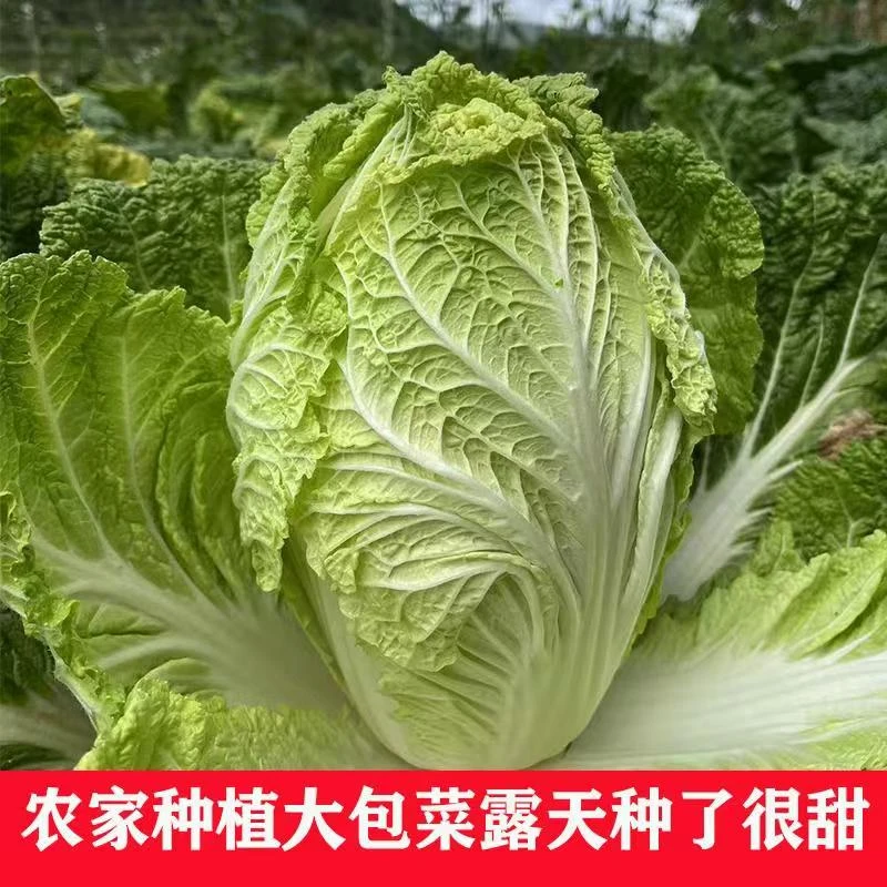 贵州高山霜打大白菜露天新鲜现摘蔬菜当季包心菜火锅菜便宜
