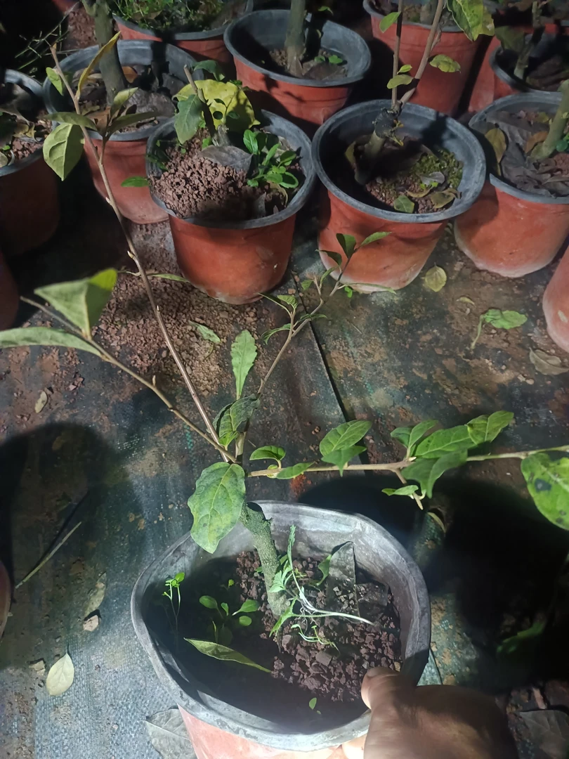 老鸦柿盆景素材天王之王品种苗