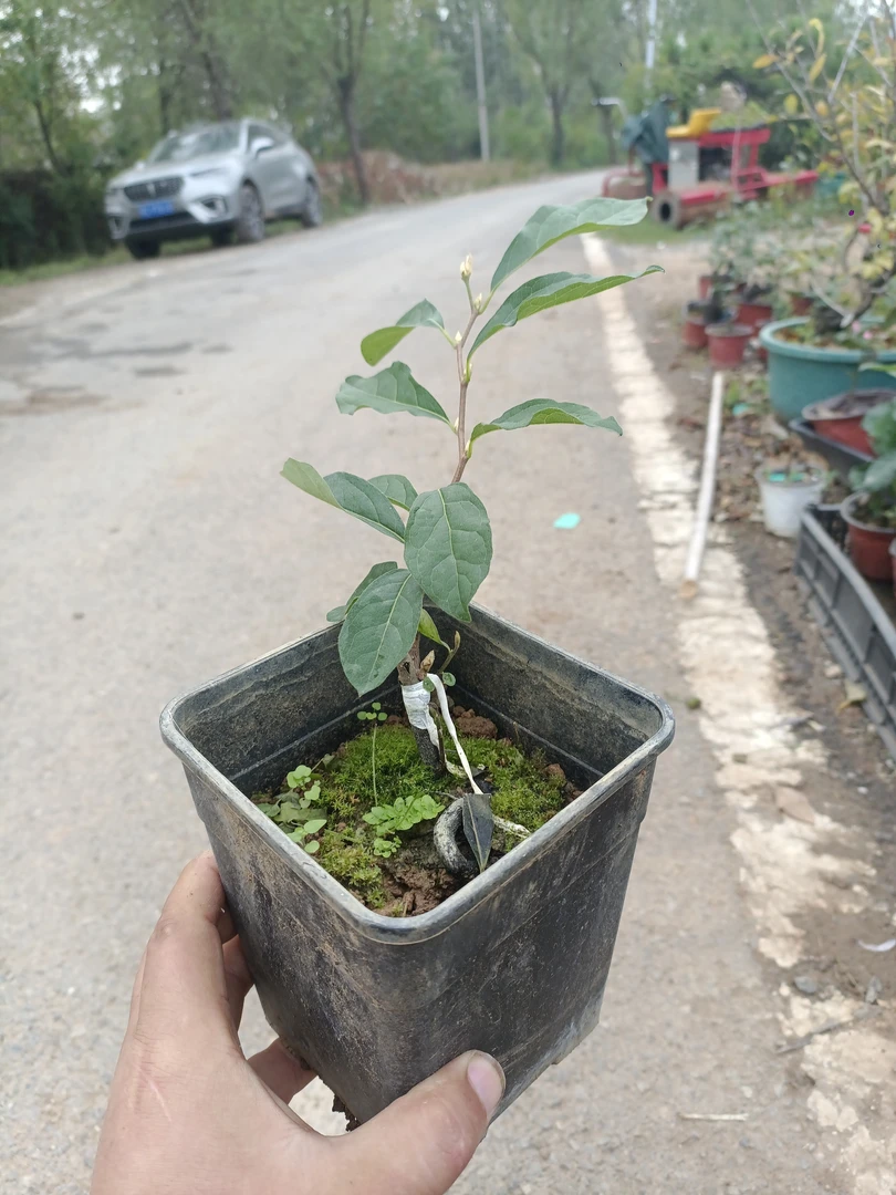 老鸦柿盆景素材四季红品种苗