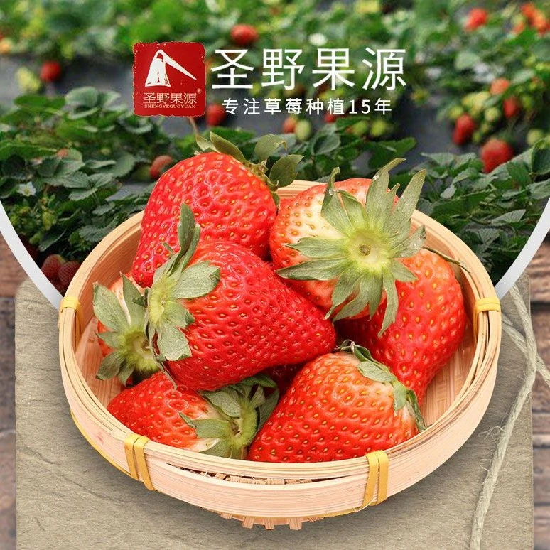 【顺丰空运】正宗丹东99红颜牛奶大草莓新鲜采摘礼盒装900g/1400g