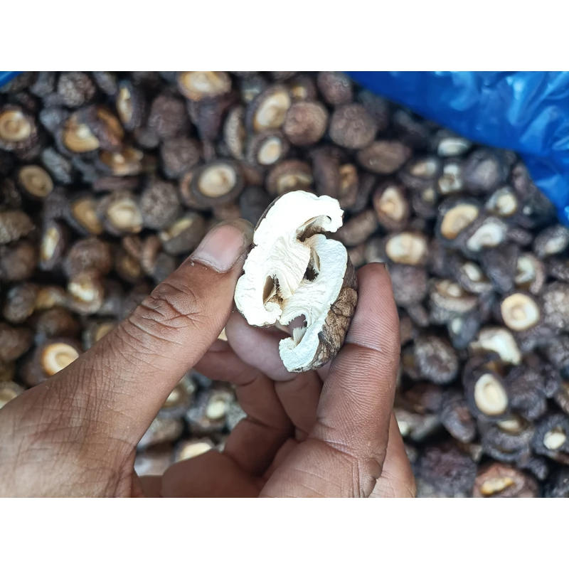 （阿月推荐）福建本地优质珍珠姑（厚）