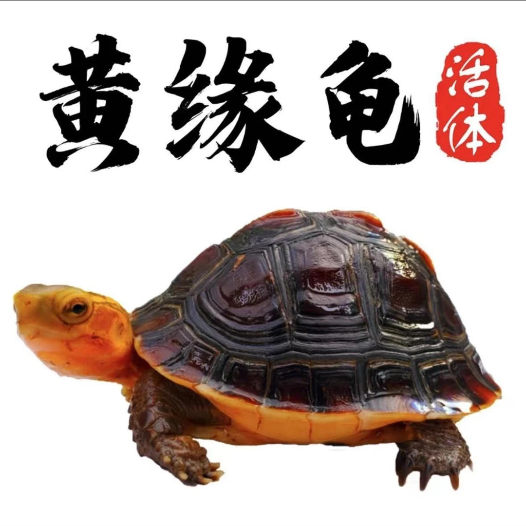 【黄缘闭壳龟】直播间链接  安缘 大陆缘 台缘 观赏龟